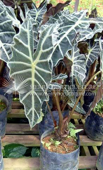 Alocasia Amazonica (Sanderiana)